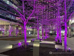 Toronto tree lighting