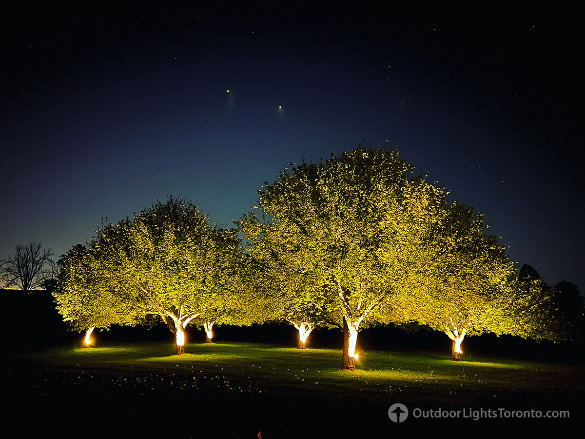 tree lighting in Toronto